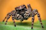 Are Spiders Carnivores