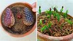 Are Sprouting Pine Cones Real?