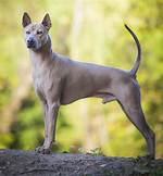 Are Thai Ridgebacks Aggressive