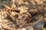 Are Thatching Ants Harmful