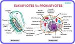 Are the Simplest Eukaryotes?