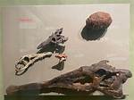Are Thecodonts Mammals