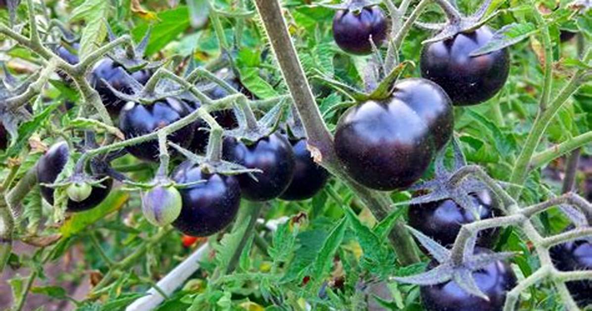 Are There Black Tomatoes?