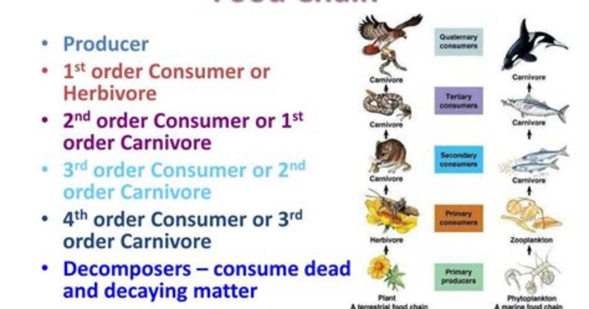 Are Third Order Consumers?