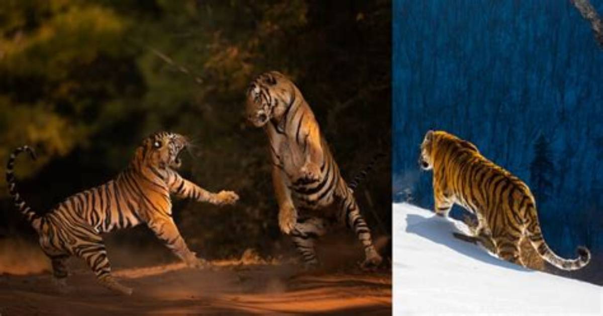 Are Tigers Aggressive