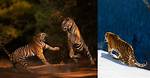 Are Tigers Aggressive