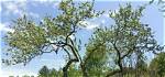 Are Trees Herbaceous