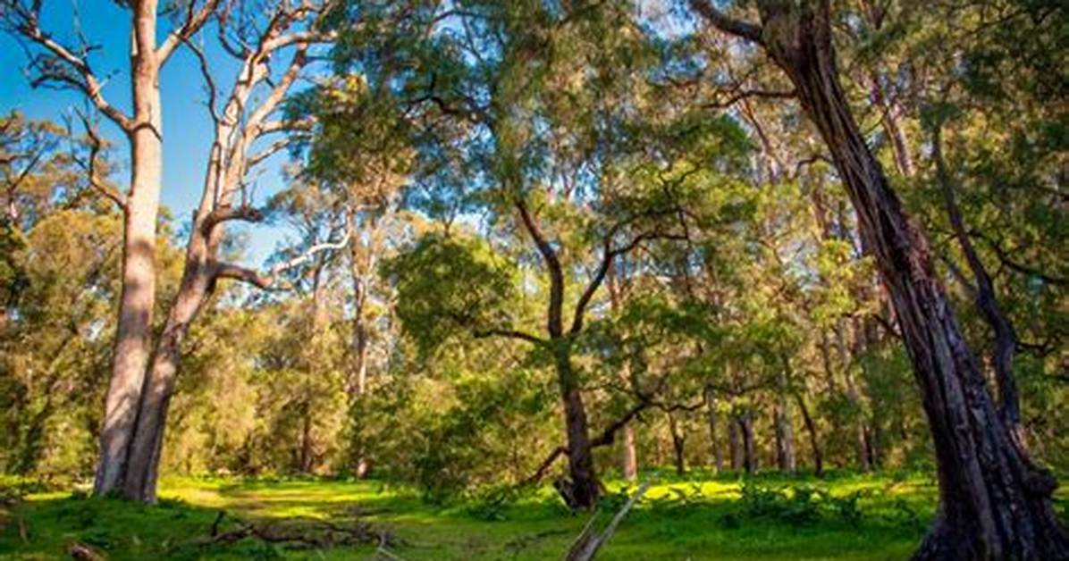 Are Tuart Trees Protected?