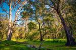 Are Tuart Trees Protected?