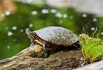 Are Turtles Slow