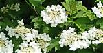 Are Viburnums Native