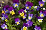 Are Violas Self Seeding