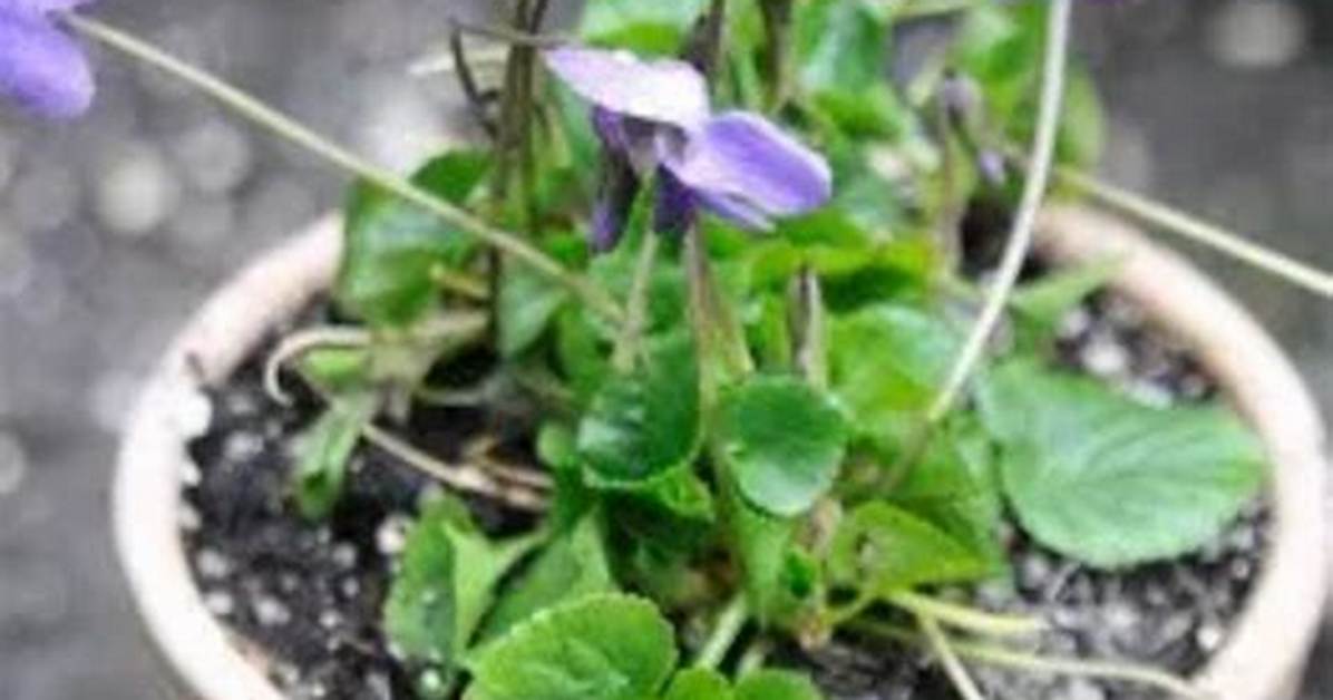 Are Violets Fragrant