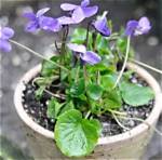Are Violets Fragrant