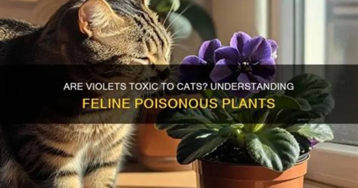 Are Violets Toxic
