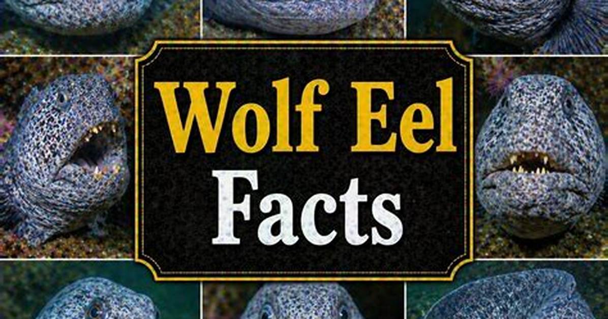 Are Wolf Eels Endangered?
