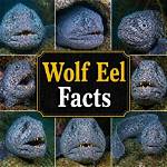 Are Wolf Eels Endangered?