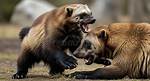 Are Wolverines Aggressive