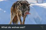 Are Wolves Omnivores