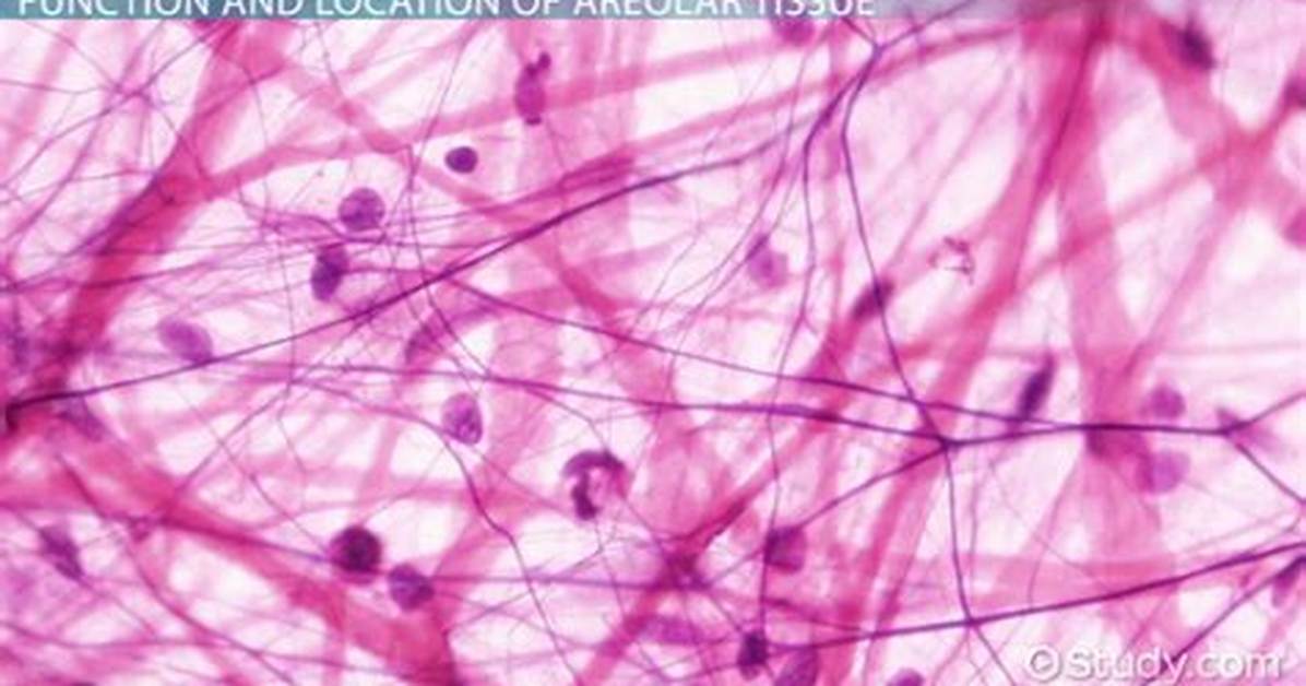 Areolar Connective Tissue Function