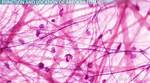 Areolar Connective Tissue Function