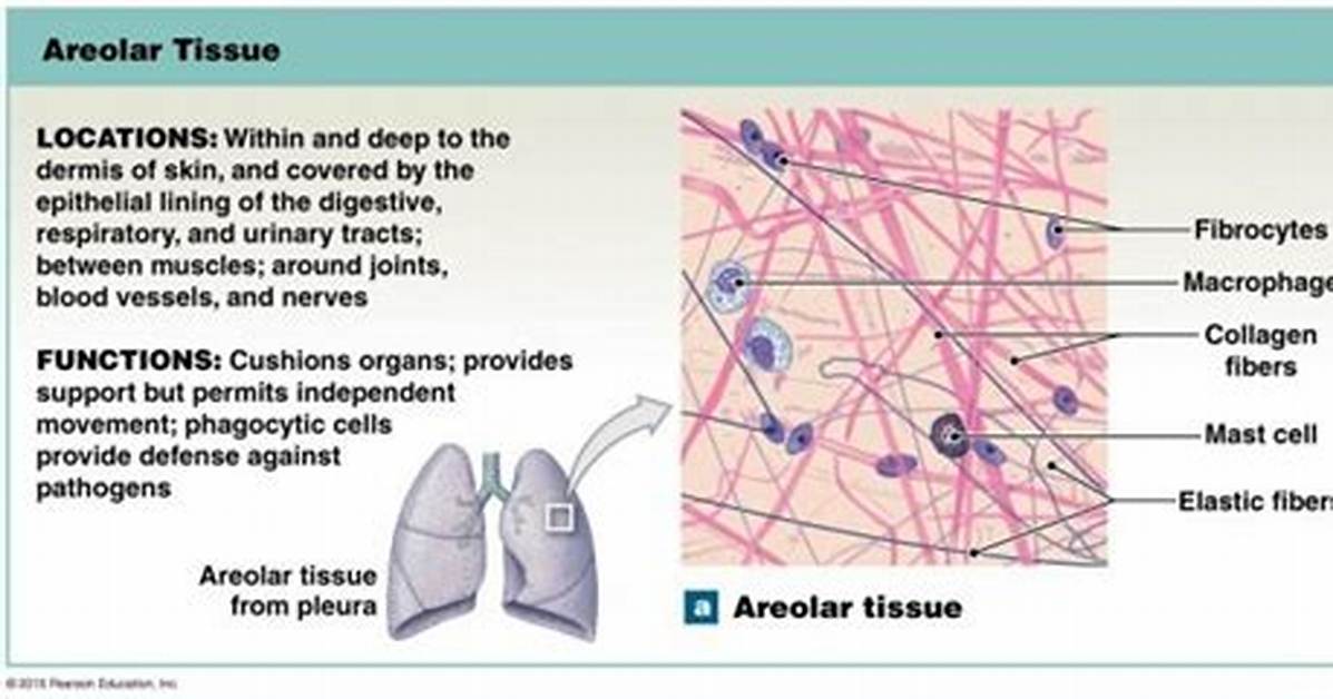 Areolar Tissue Function