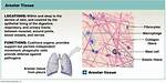 Areolar Tissue Function