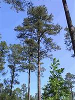 Arkansas State Tree