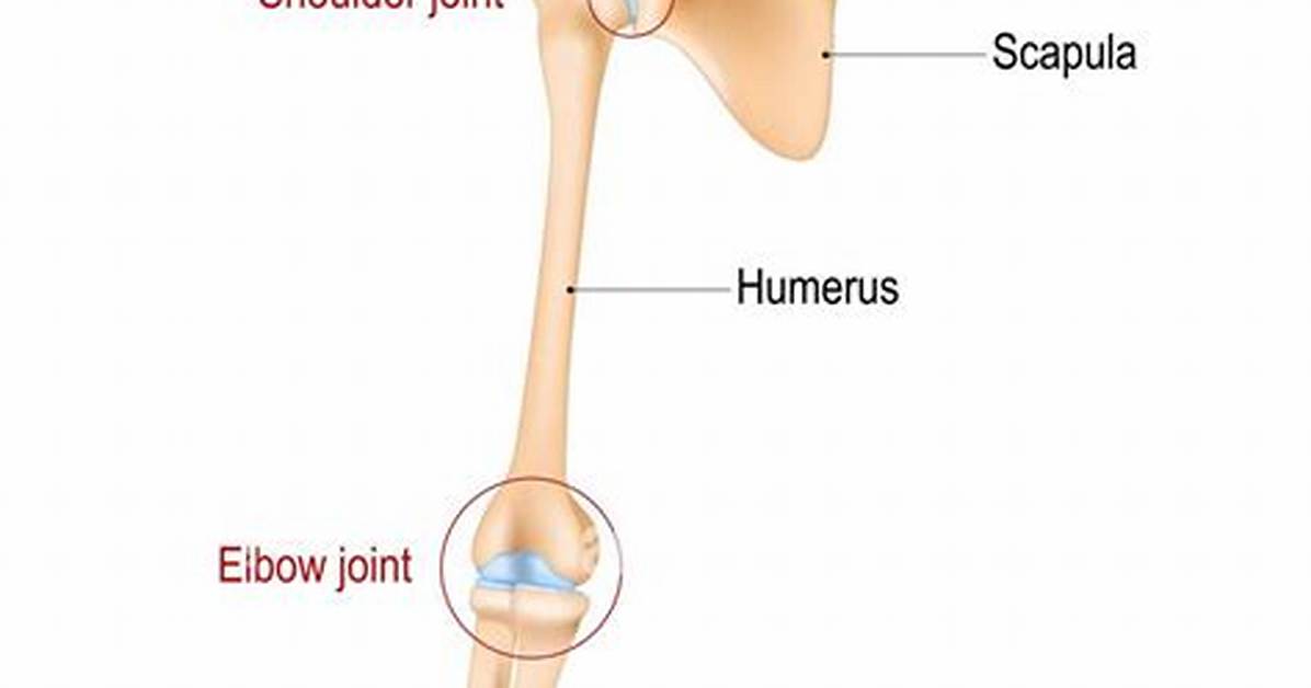 Arm Joints