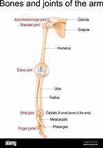 Arm Joints