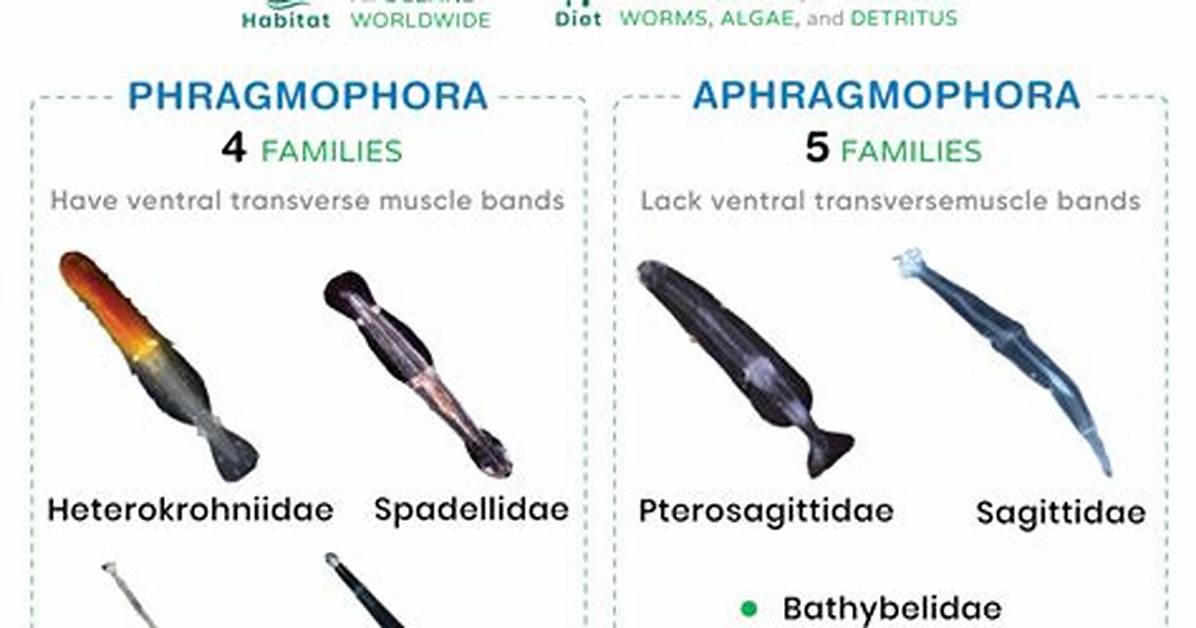 Arrow Worms