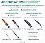 Arrow Worms