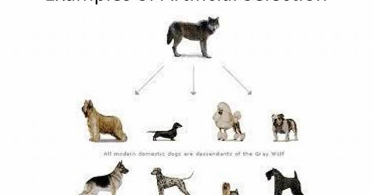 Artificial Selection Examples
