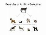 Artificial Selection Examples