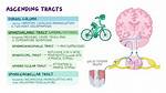 Ascending Tracts