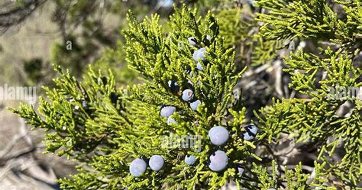 Ashe Juniper