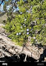Ashe Juniper