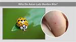 Asian Beetle Bite
