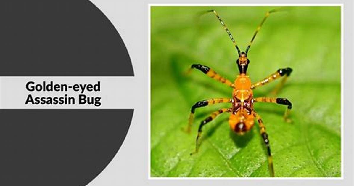 Assassin Bug Stages