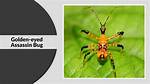Assassin Bug Stages