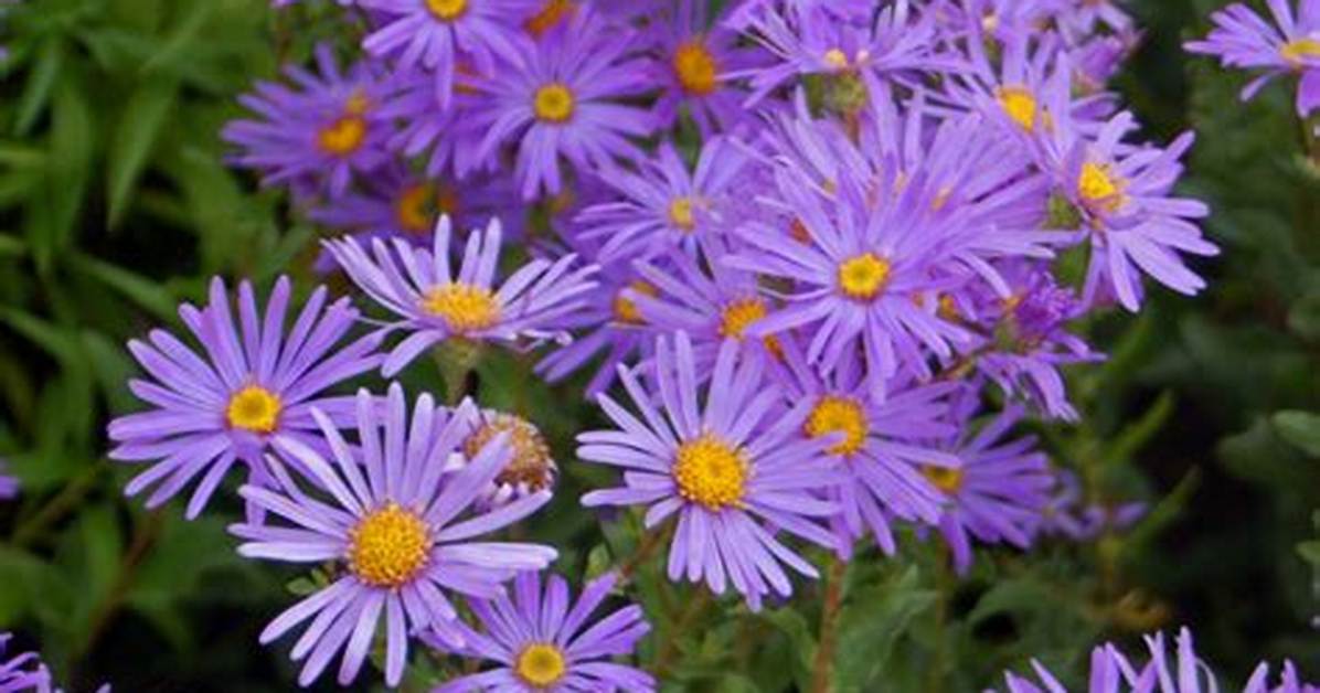 Aster (Genus)