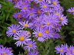 Aster (Genus)