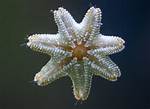 Asterina Starfish