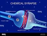 At a Synapse Two?