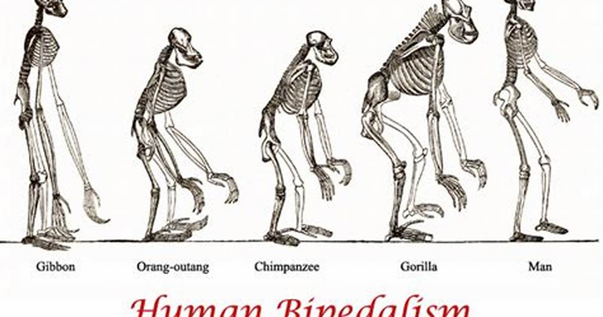 At Does Bipedal Mean?