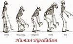 At Does Bipedal Mean?