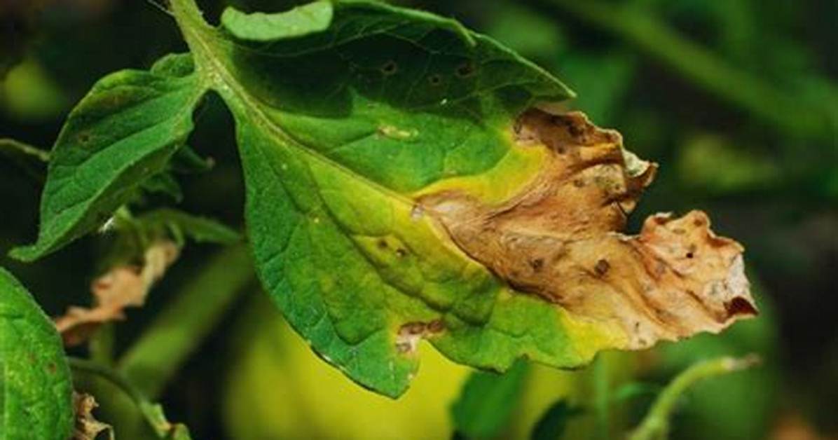 At Does Blight Mean?
