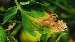 At Does Blight Mean?