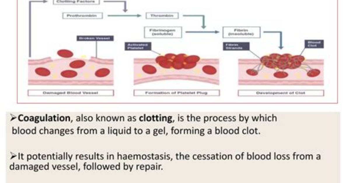 At Does Coagulate Mean?
