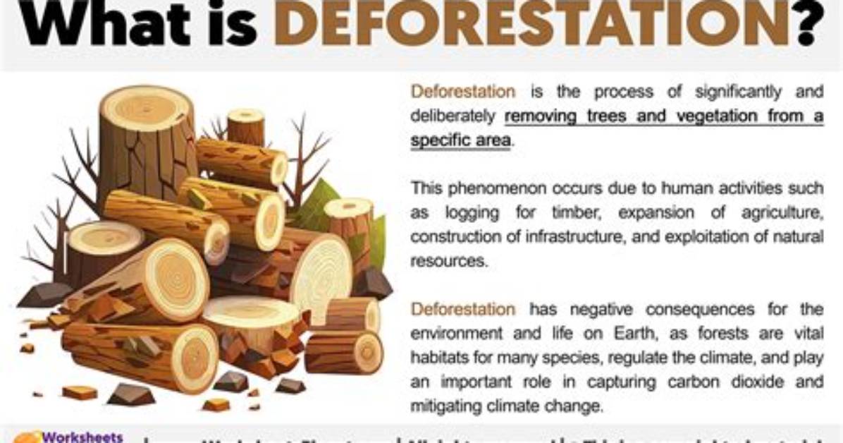 At Does Deforestation Mean?